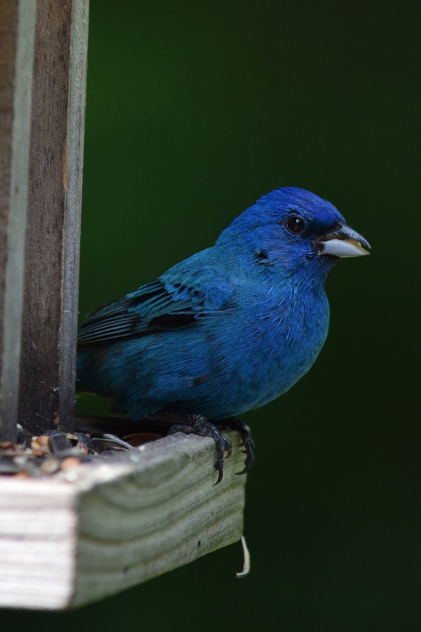 indigo  bunting  bird free photo