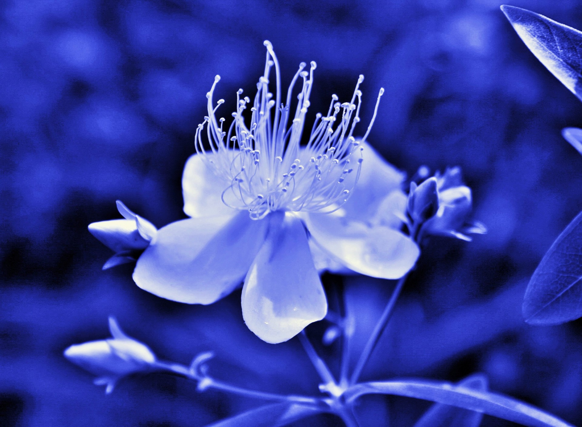 flower tinted indigo free photo