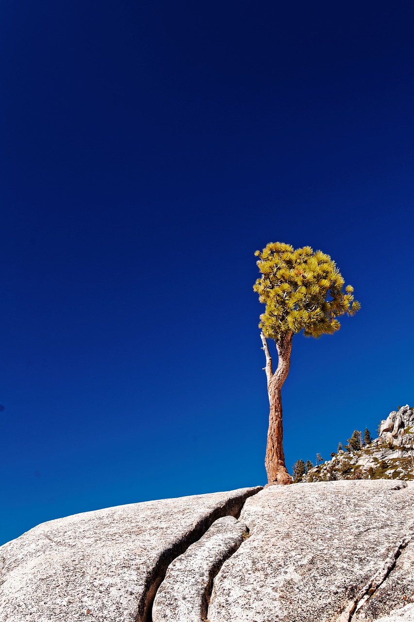 individual tree california free photo