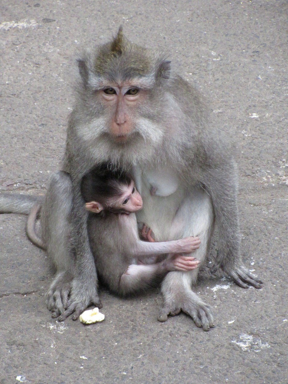 monkey baby monkey macaque free photo