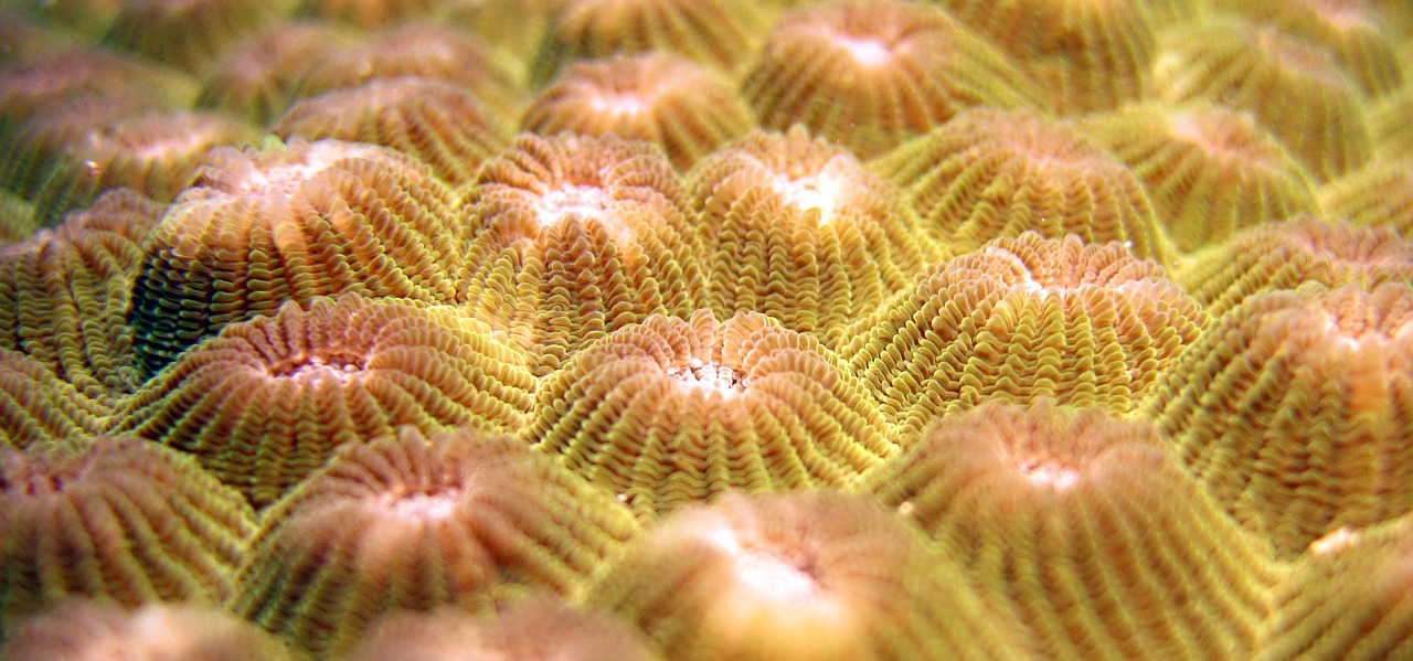 indonesia underwater coral free photo