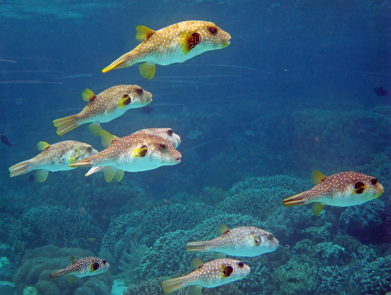 indonesia underwater coral free photo