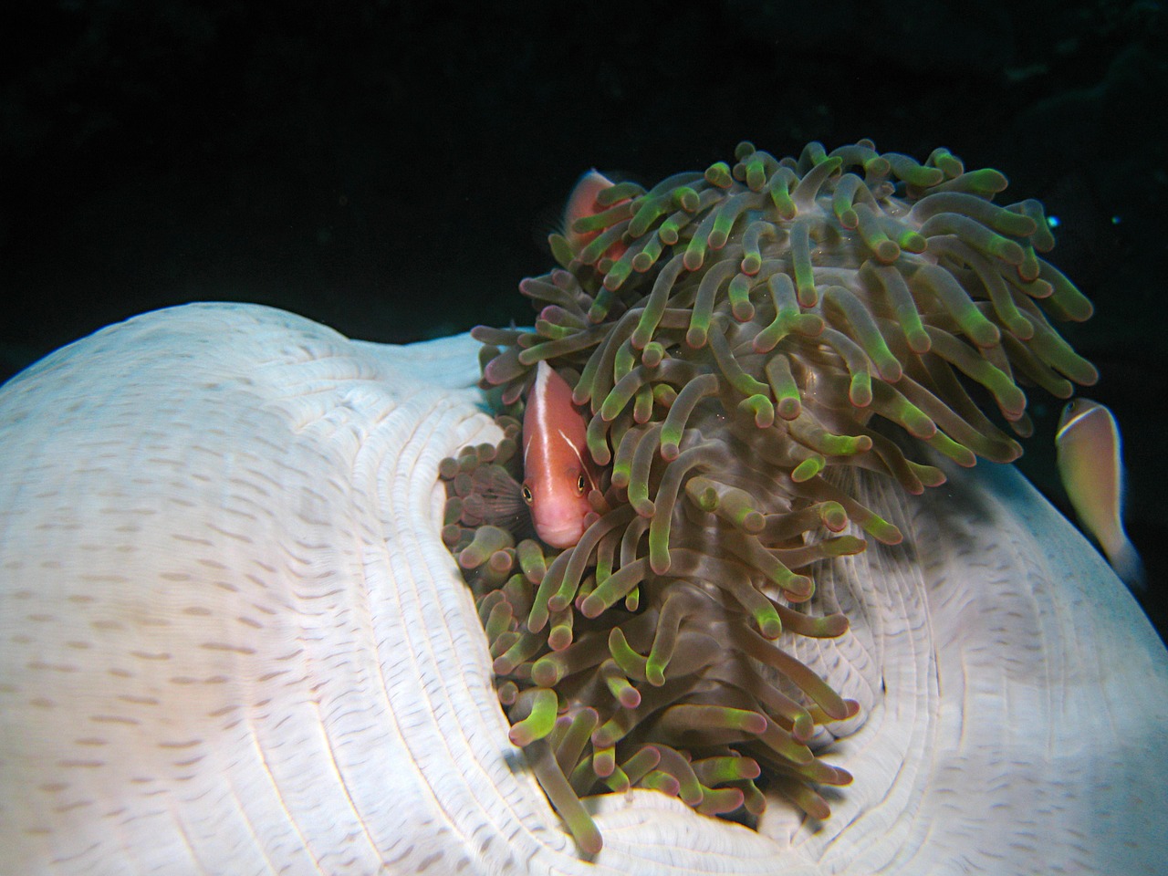 indonesia underwater coral free photo