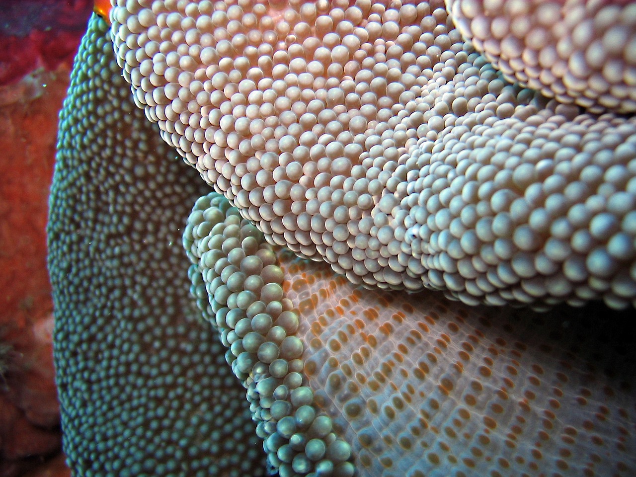 indonesia underwater coral free photo