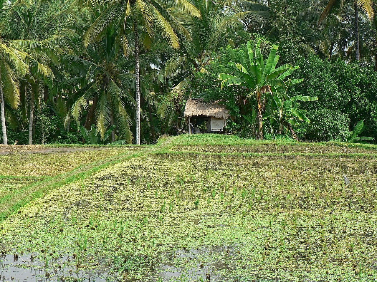 indonesia bali rice free photo