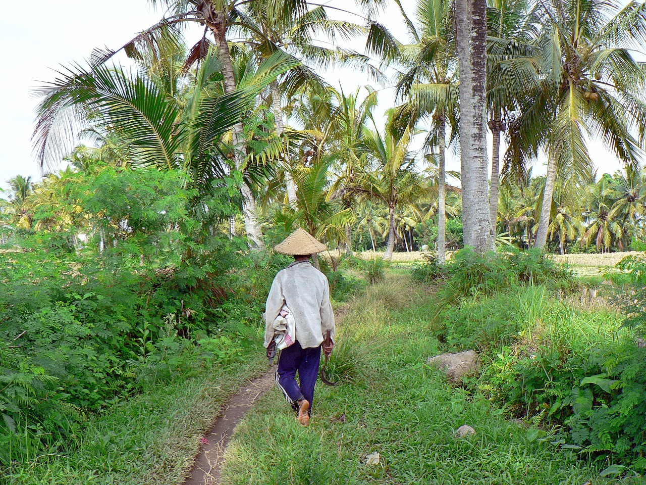 indonesia bali rice free photo