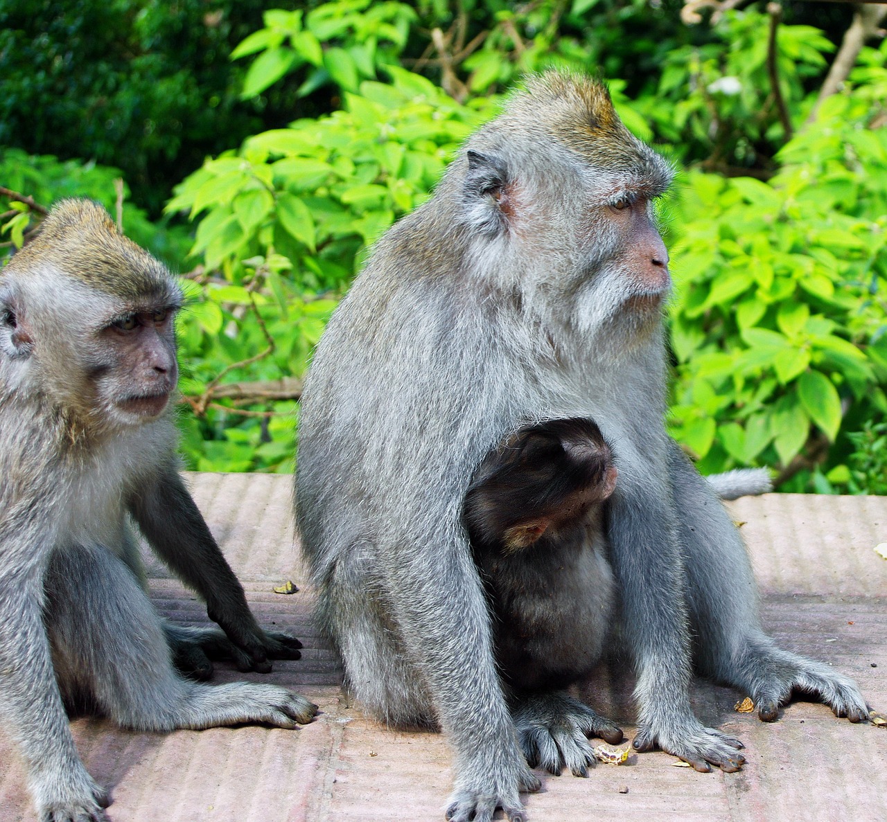 indonesia java monkey free photo