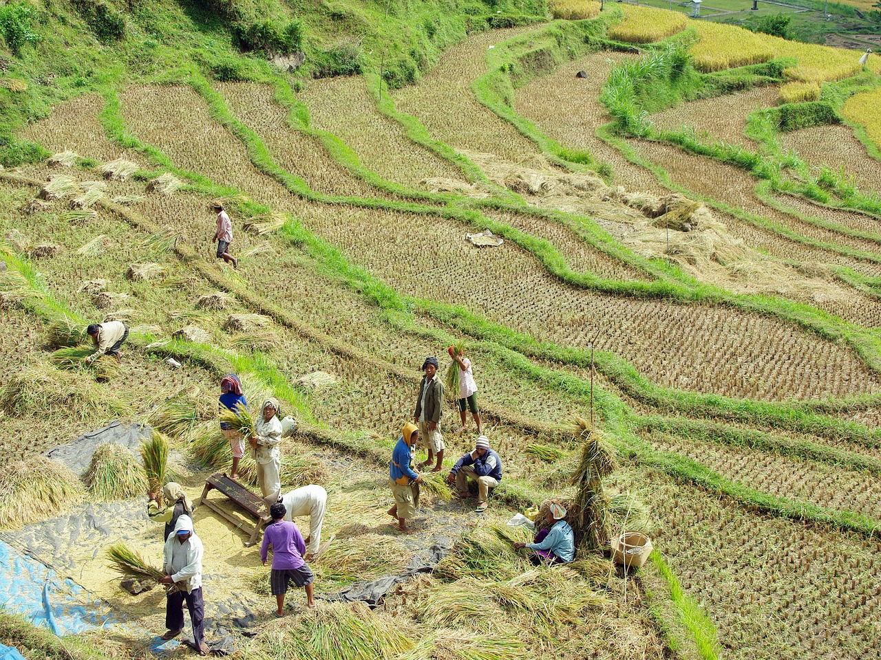 indonesia bali rice free photo