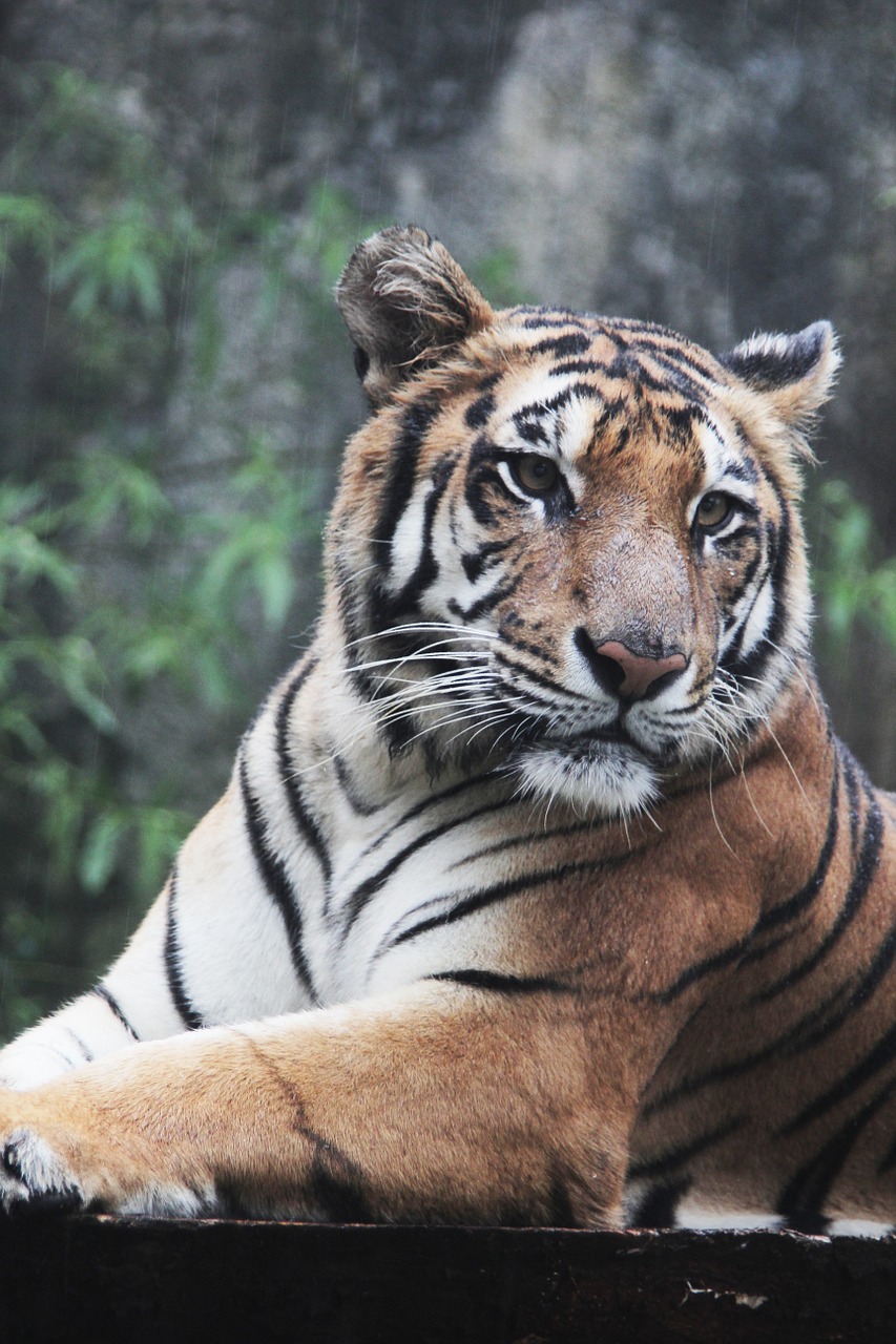 indonesia tiger panthera free photo