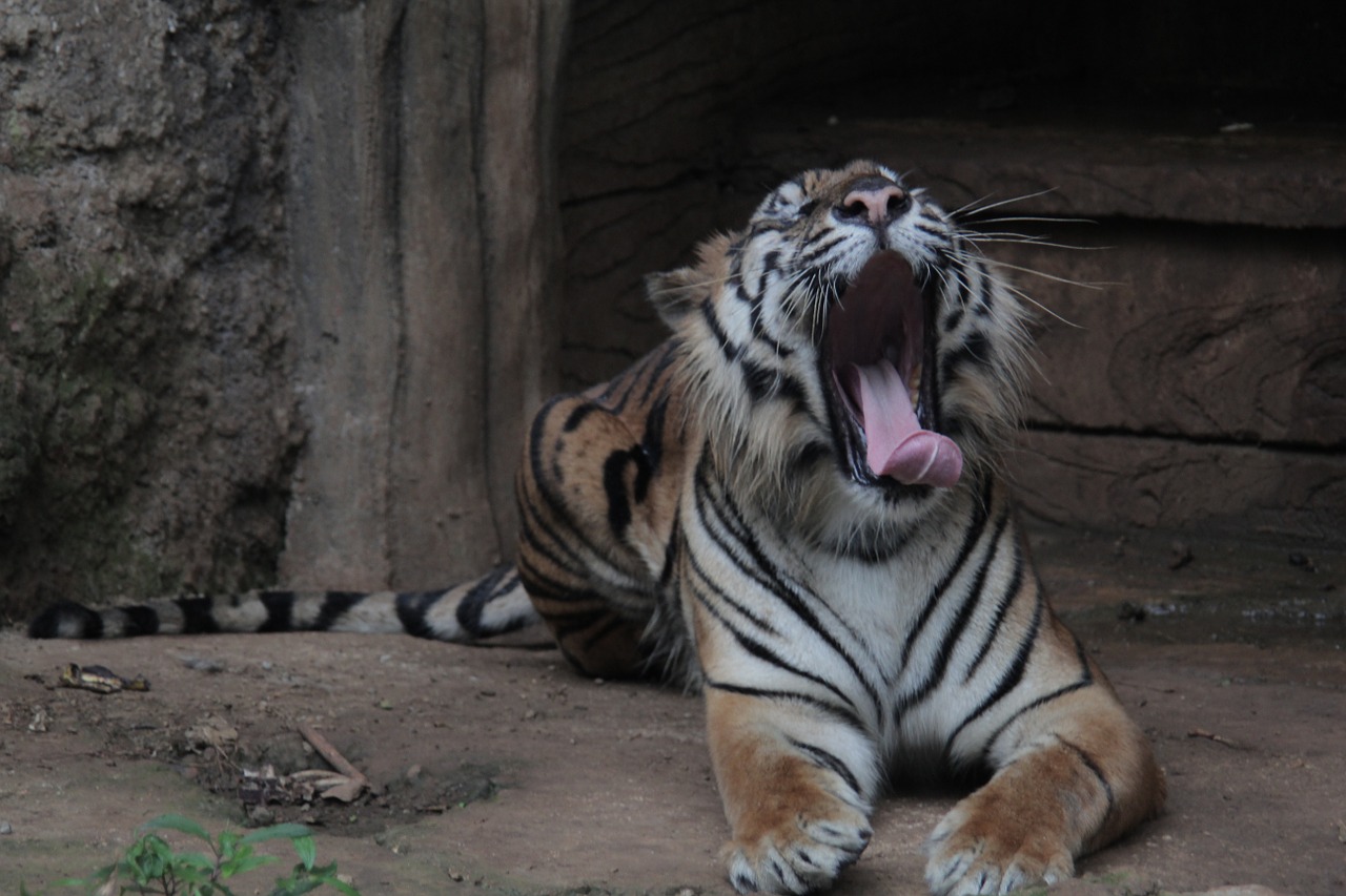 indonesia tiger panthera free photo