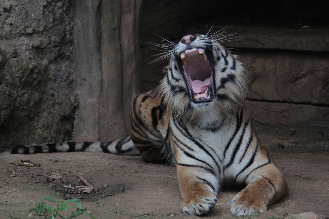 indonesia tiger panthera free photo