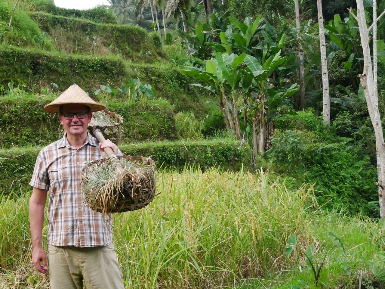 indonesia bali rice terraces free photo