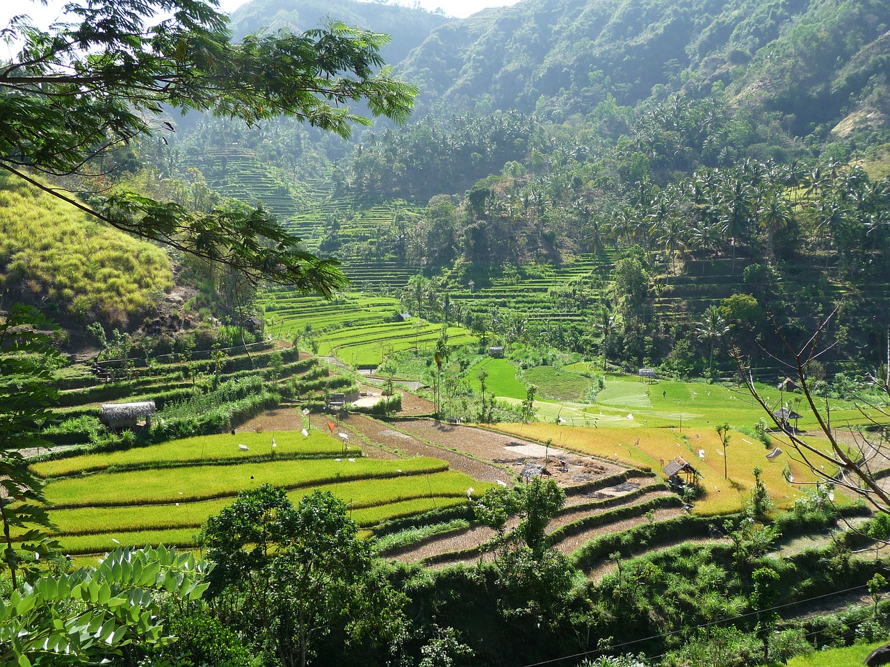 indonesia rice hill free photo