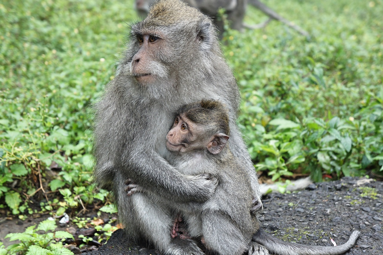 indonesia bali monkey free photo