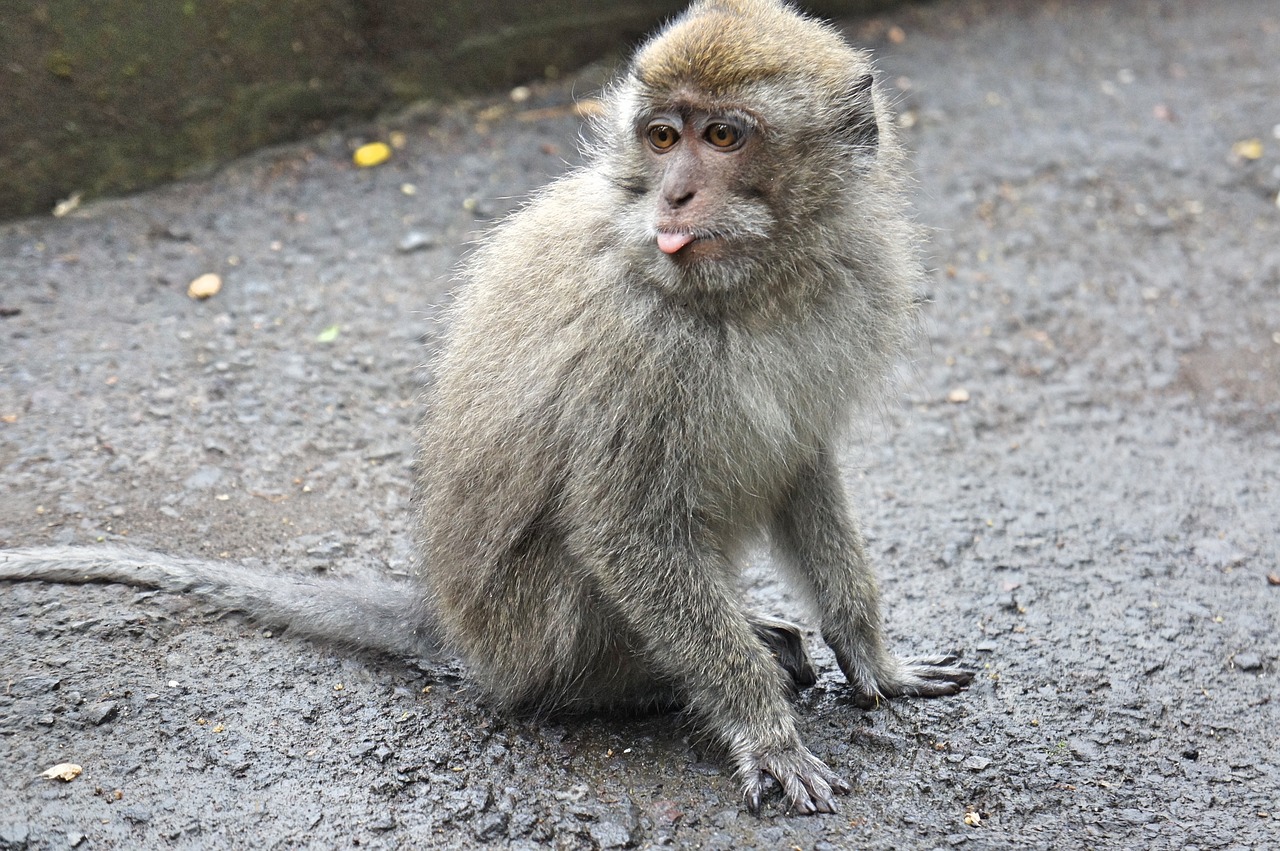 indonesia bali monkey free photo
