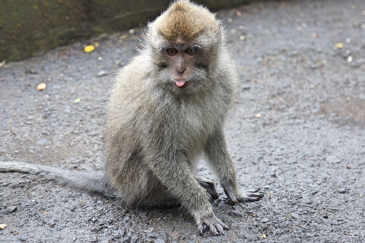 indonesia bali monkey free photo