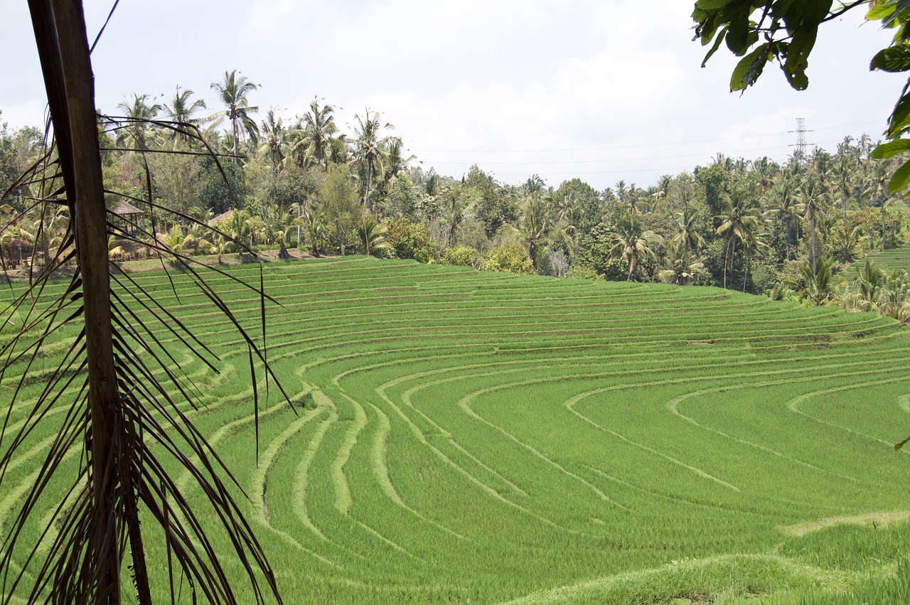 indonesia  bali  rice field free photo