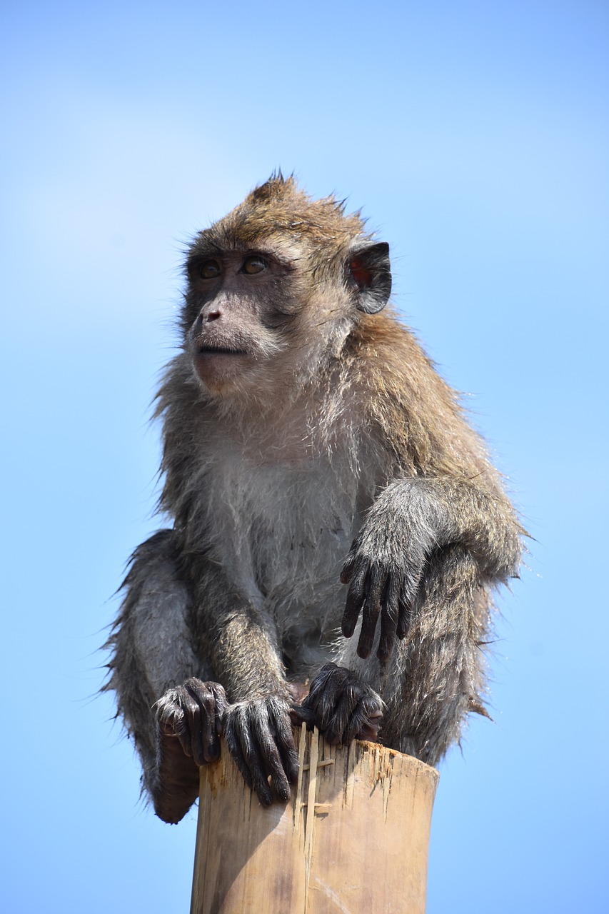 indonesia  monkey  nature free photo