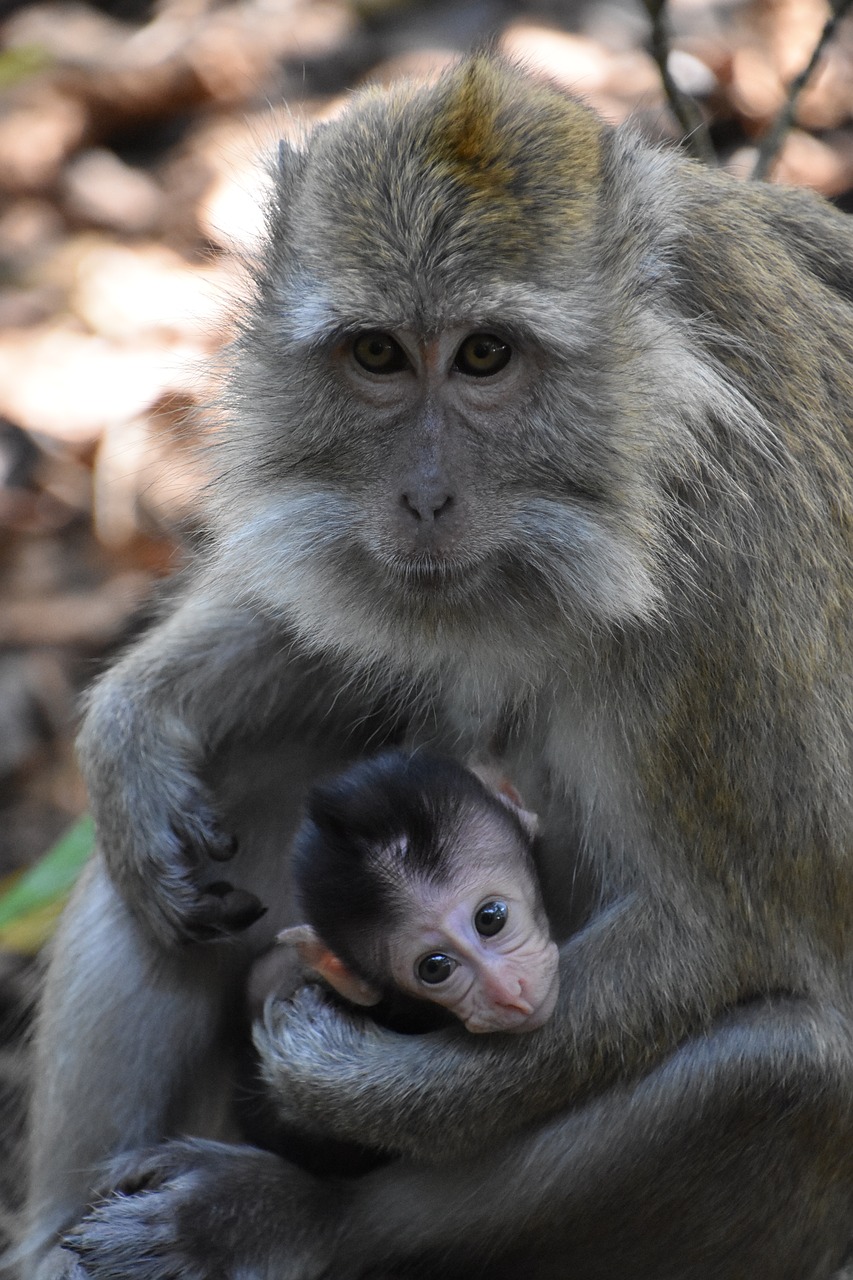 indonesia  monkey  motherhood free photo
