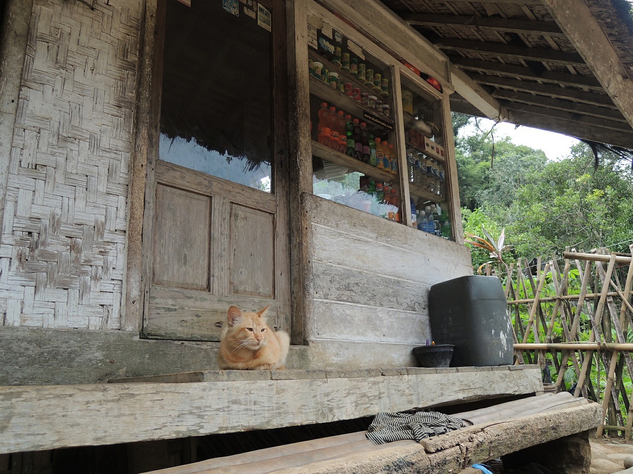 indonesia cat countryside free photo