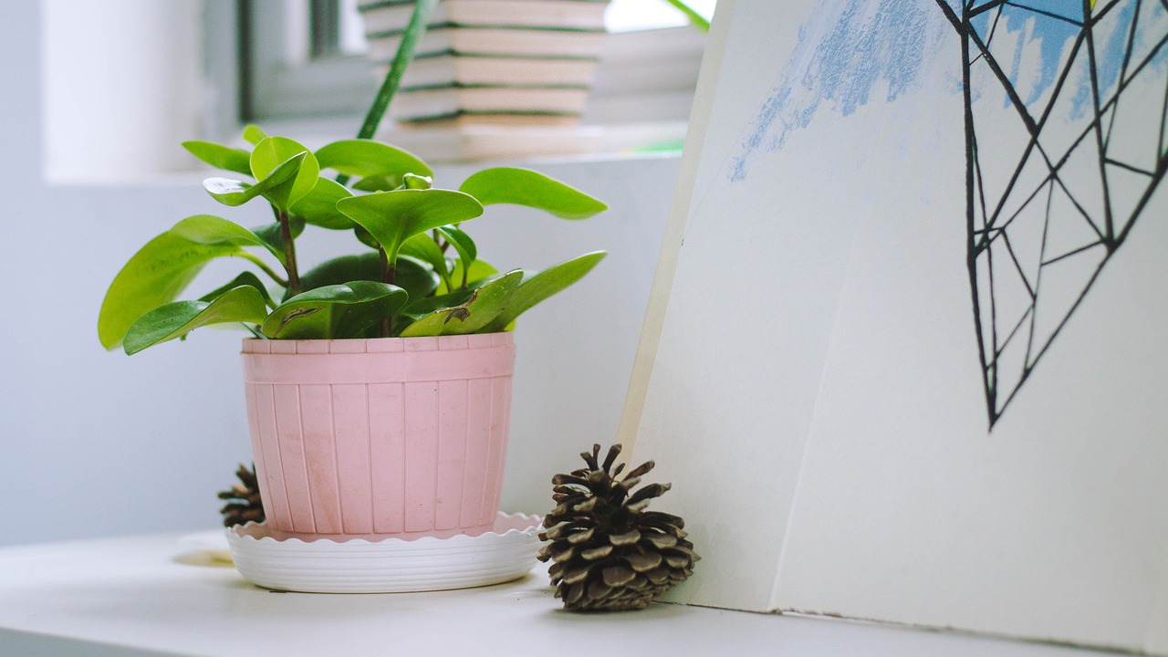 indoor potted plants desktop free photo