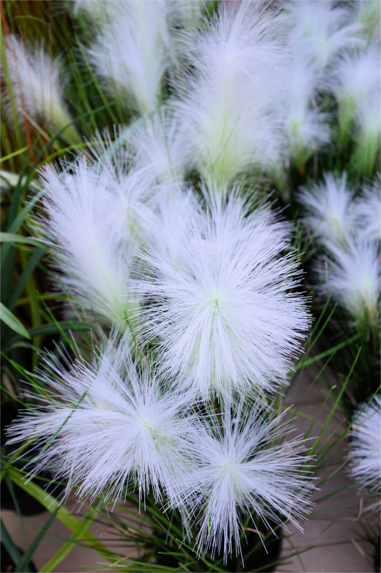 flower indoor plant free photo