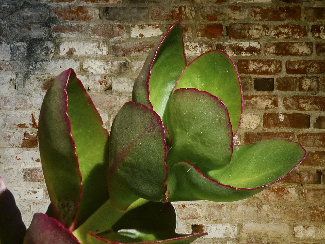 indoor plant green nature free photo