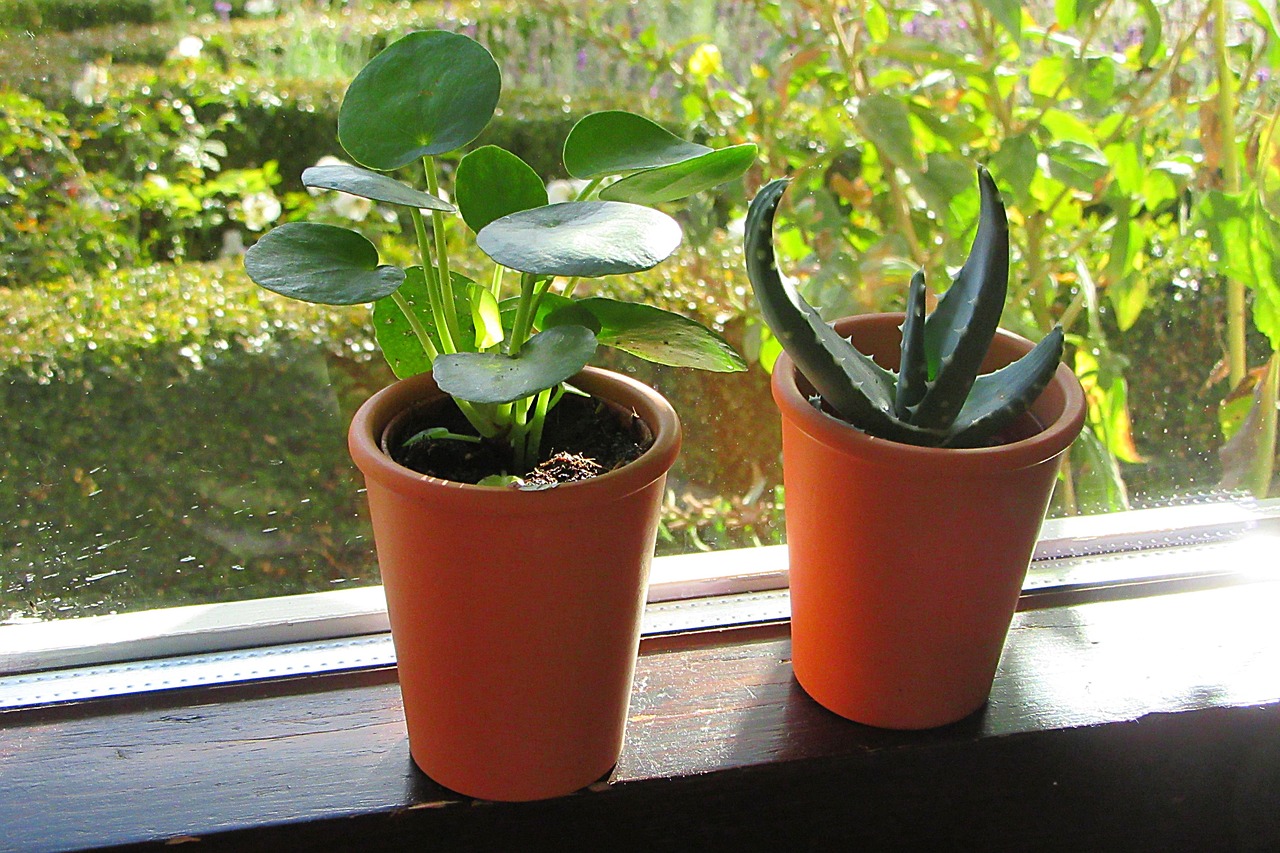 indoor plant  window sill  grow free photo