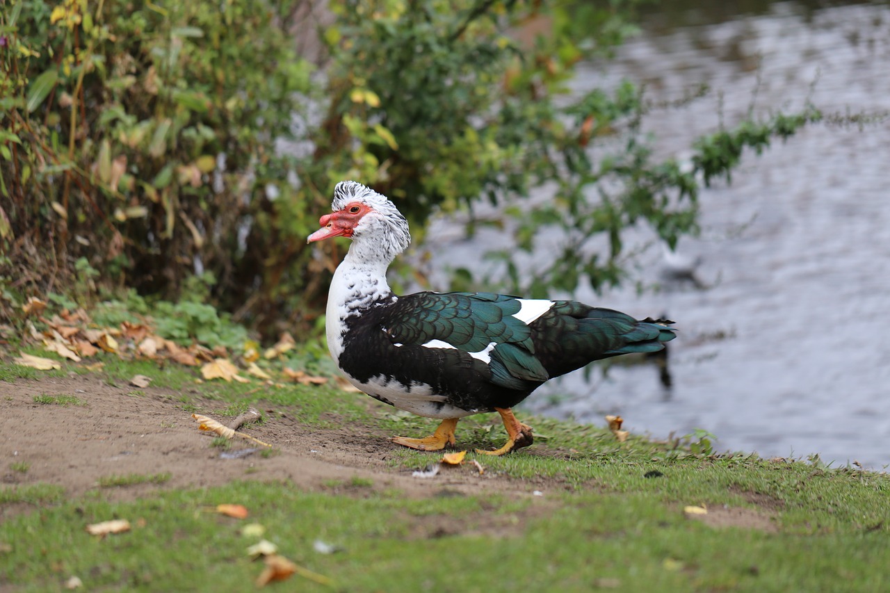 indoutka duck ugly duck free photo