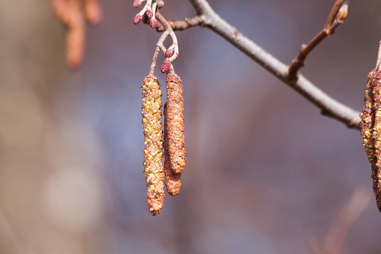 inflorescence alder spring free photo