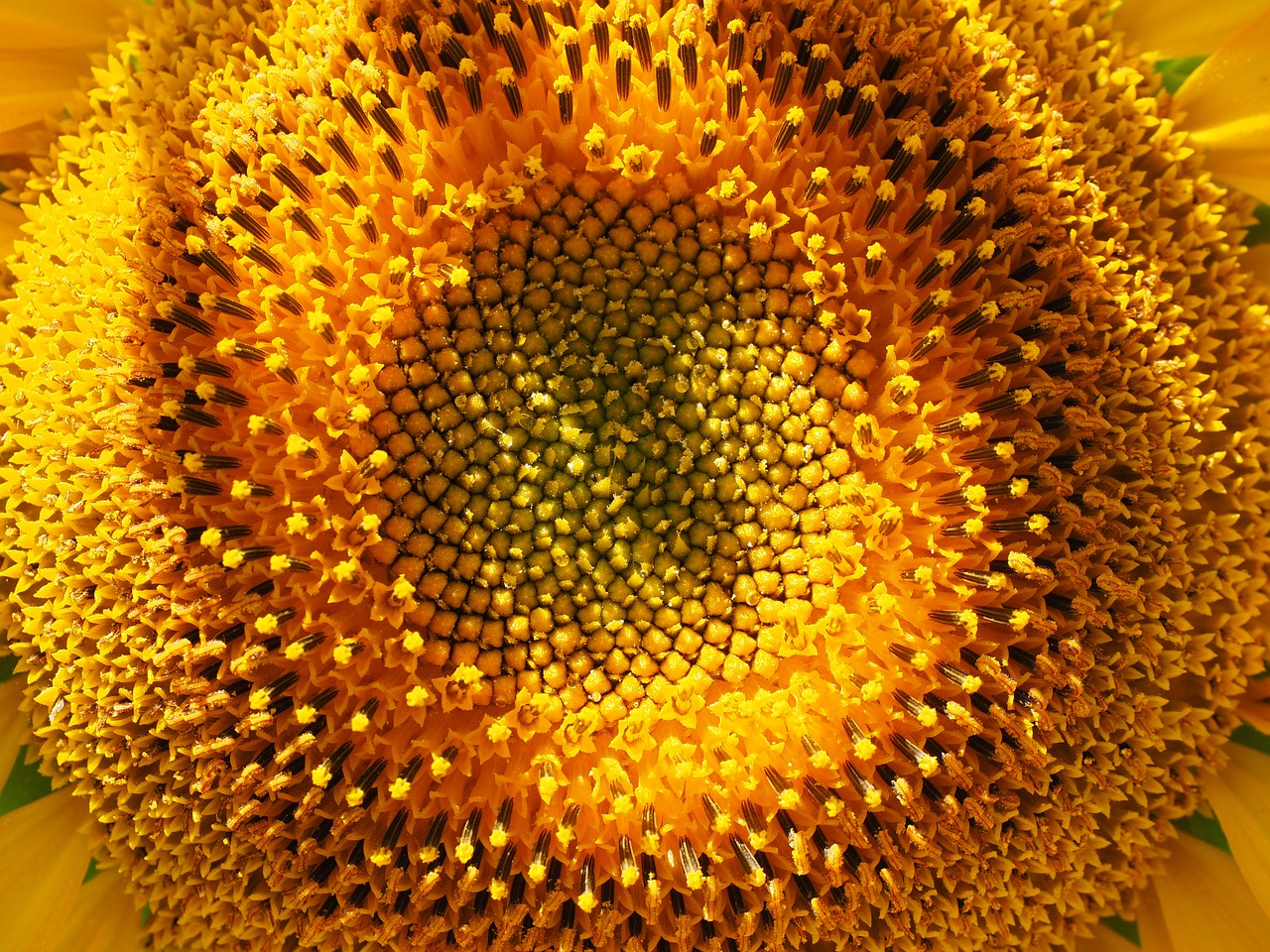 inflorescence sun flower flower basket free photo