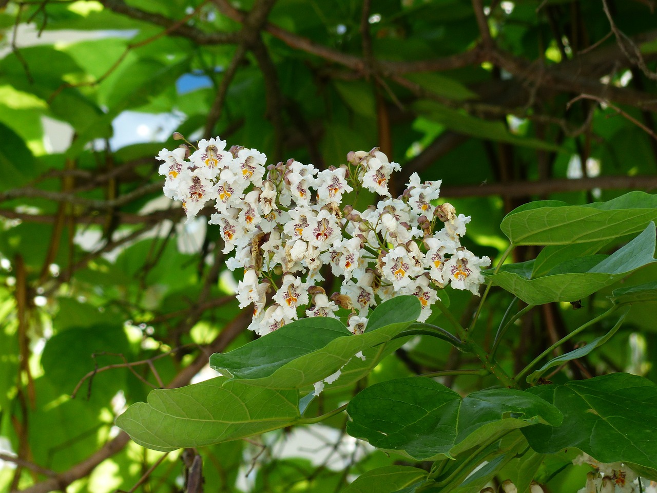 inflorescence flowers on the vine free photo