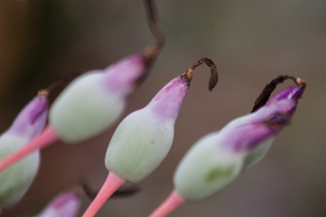 inflorescence portea petropolitana flowers free photo