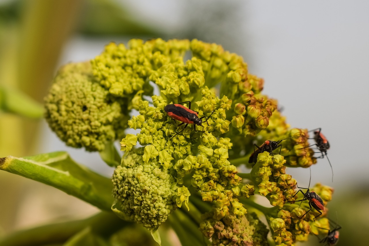 inflorescence flower beetles free photo