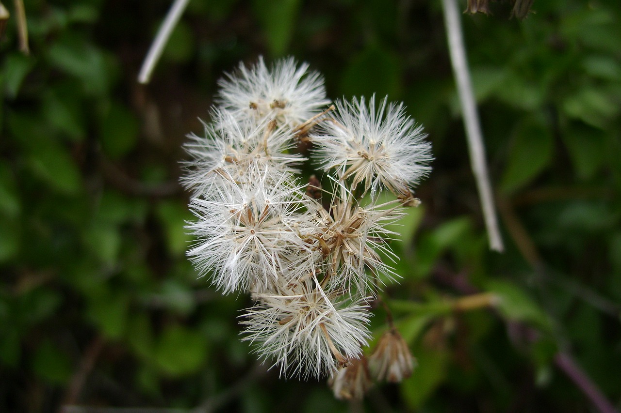 inflorescence plant flora free photo