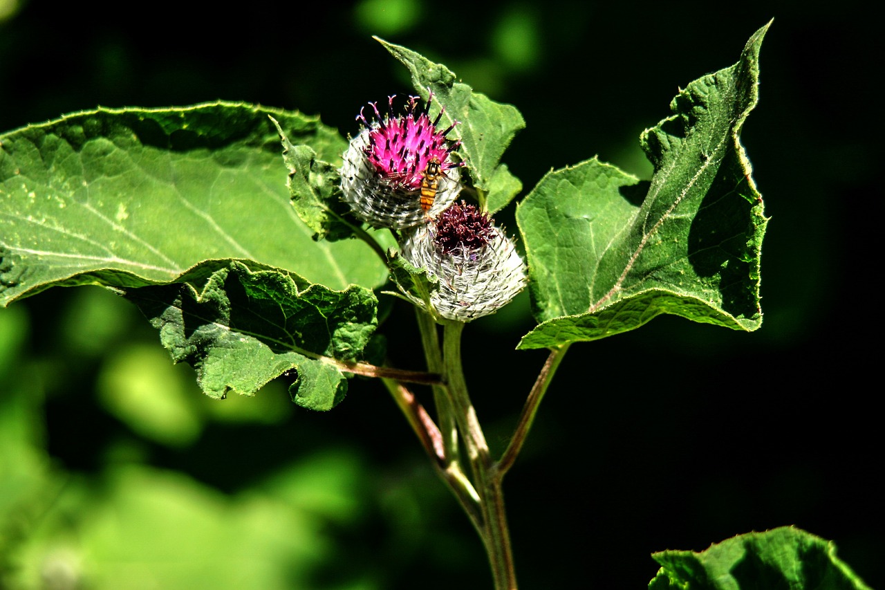 inflorescence blossom bloom free photo