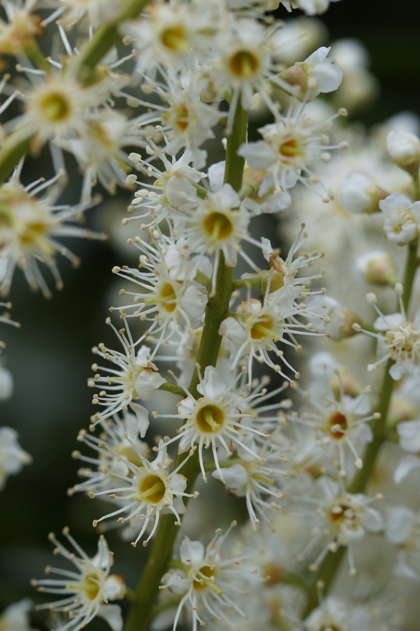 inflorescence flower flowers free photo