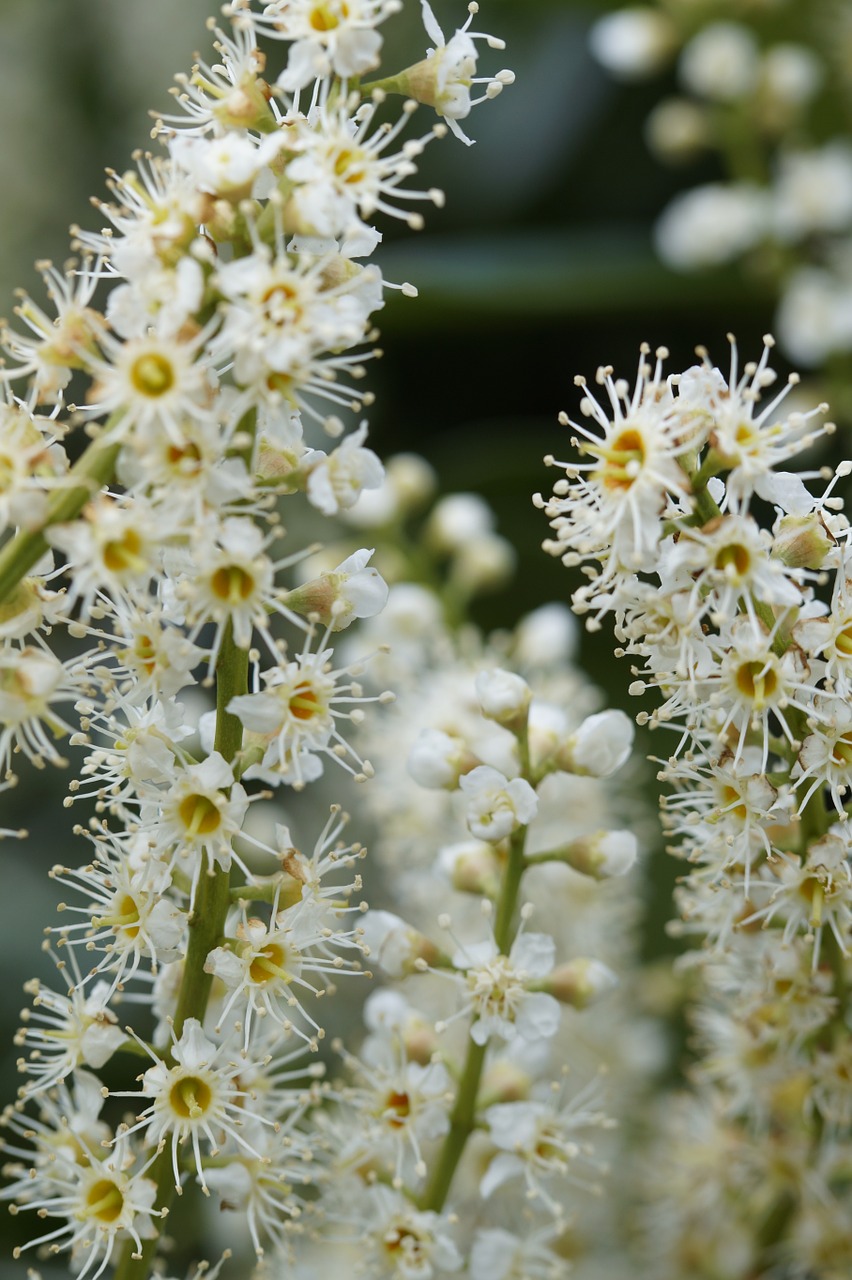 inflorescence flower flowers free photo