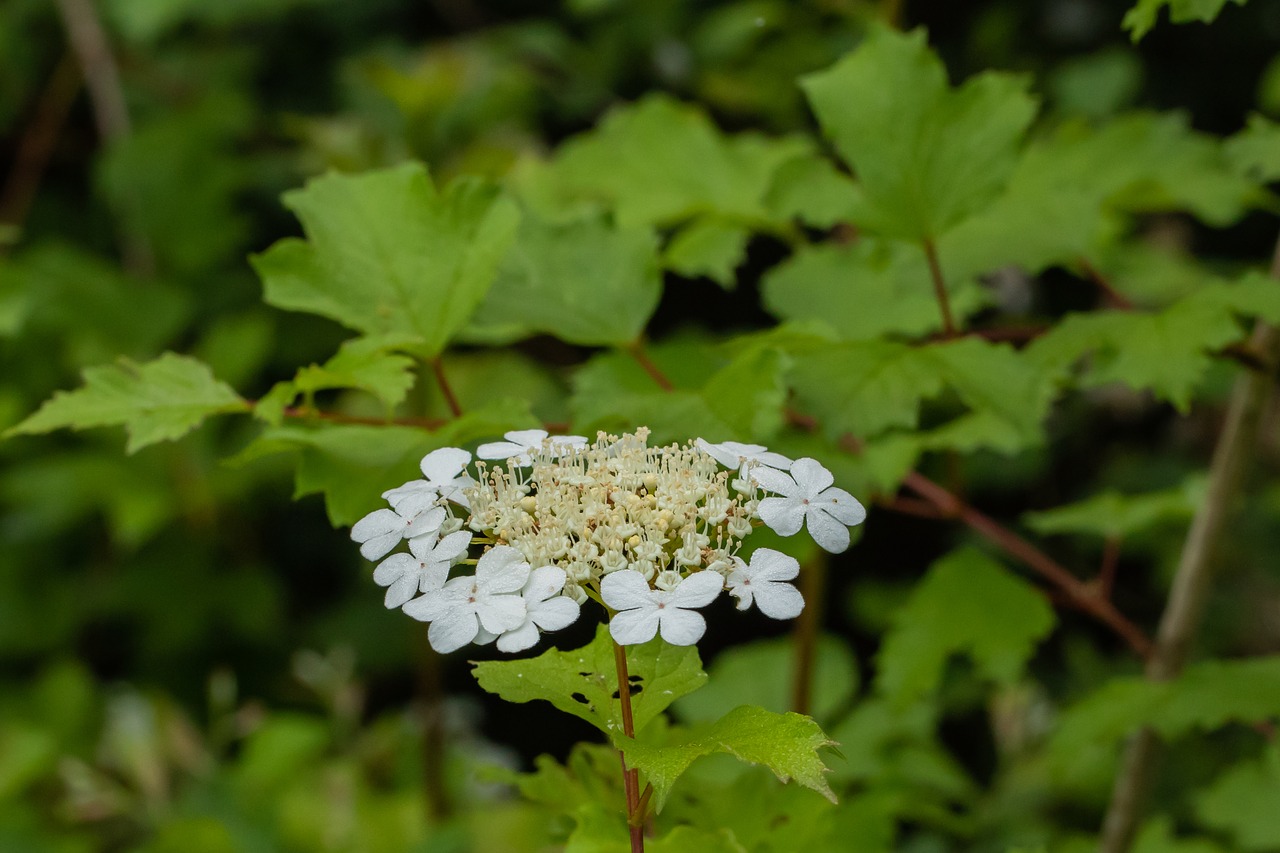 inflorescence  blossom  bloom free photo