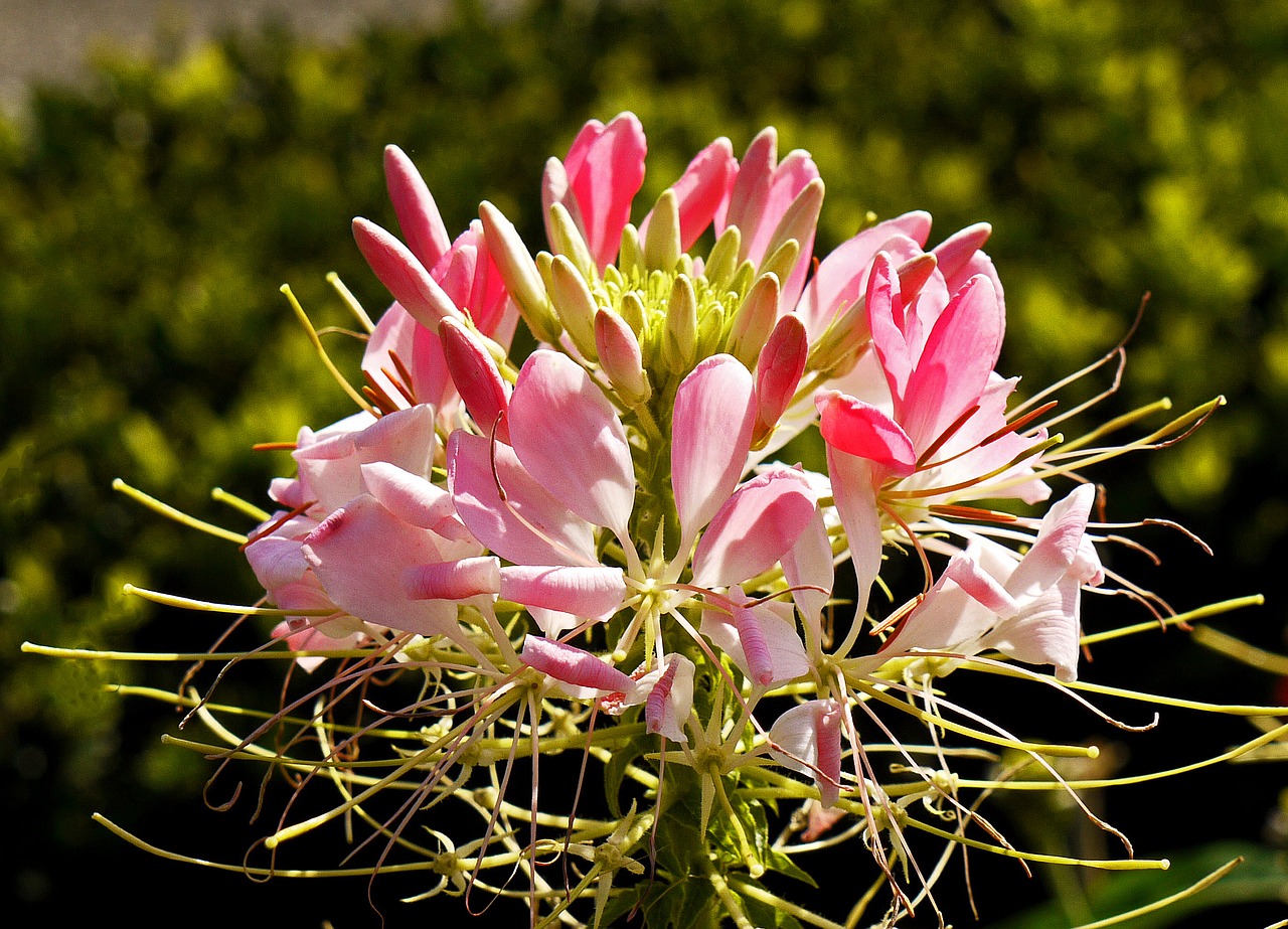 inflorescence  summer flower  multiple free photo