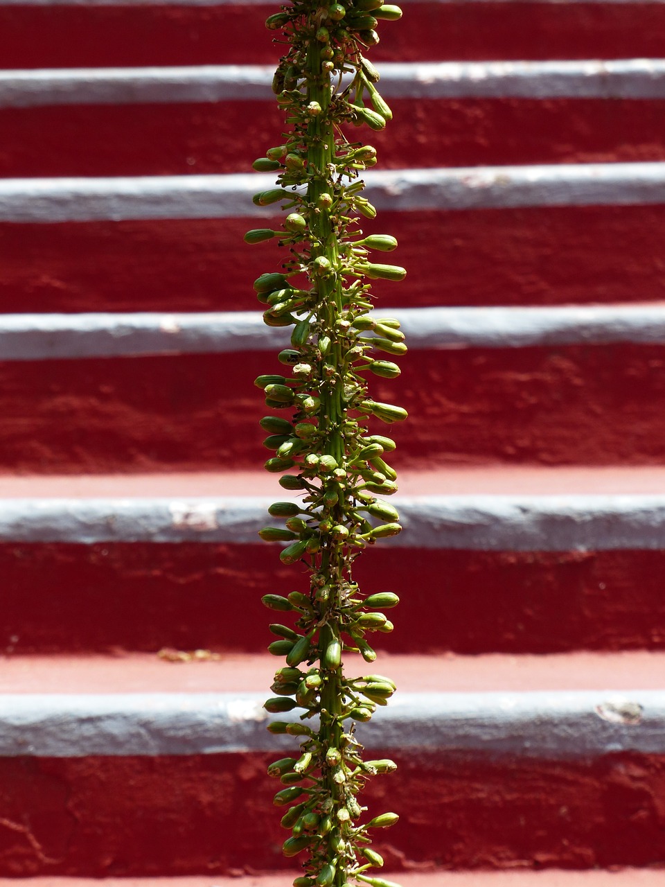 inflorescence stairs emergence free photo