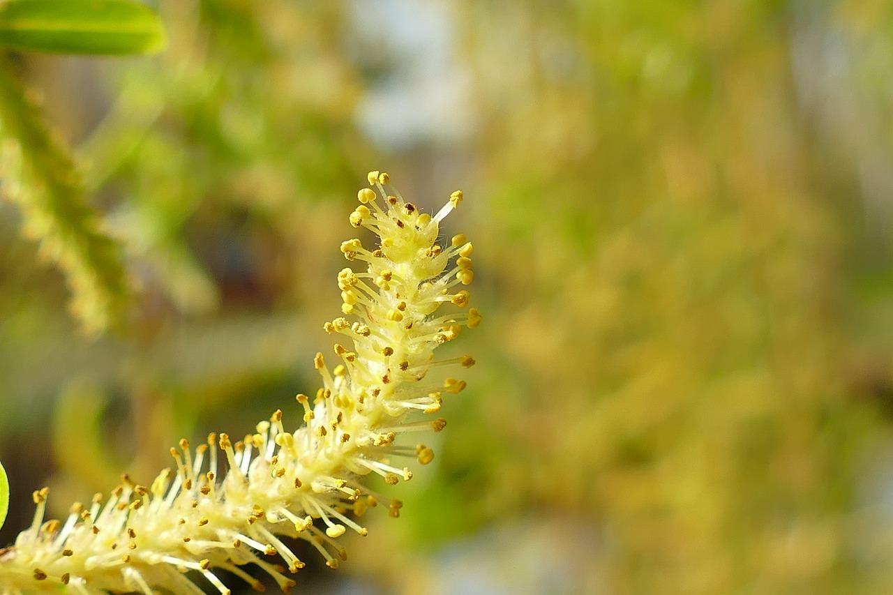 inflorescence  willow  weeping willow free photo