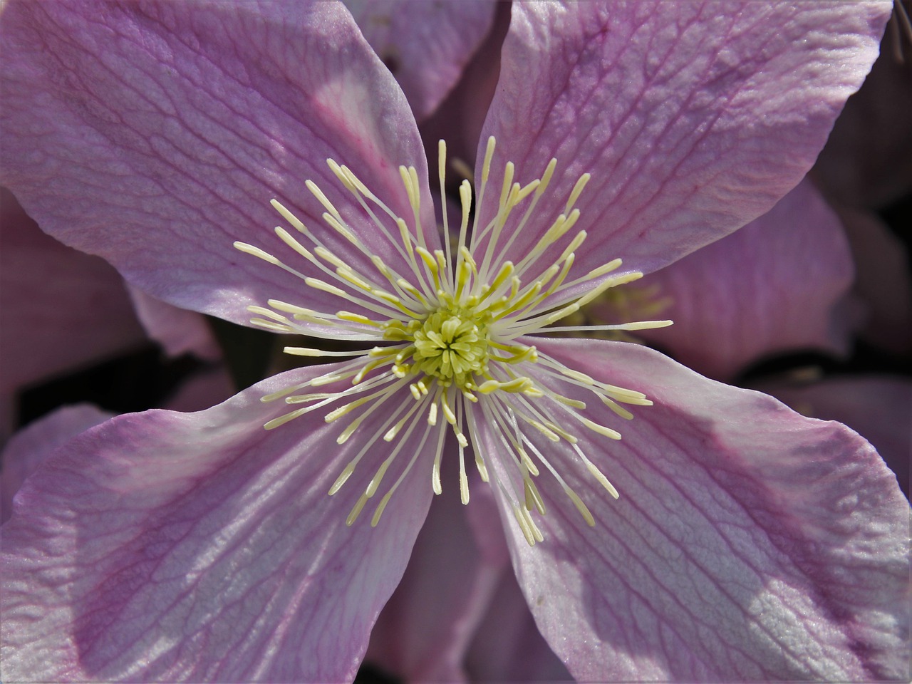 inflorescence  clematis  flora free photo