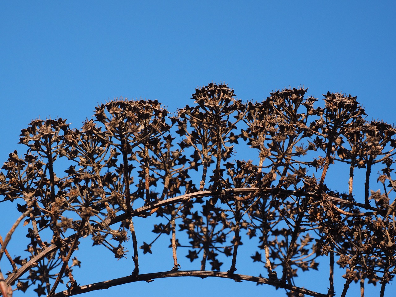 inflorescences ornamental shrub withered free photo