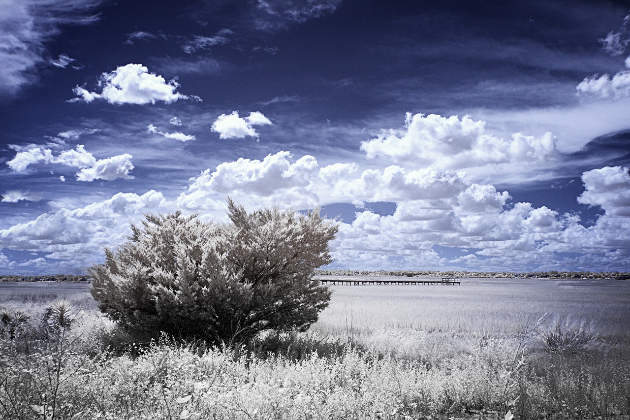 infrared marsh grass low tide free photo