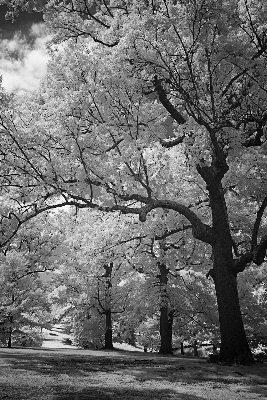 infrared black and white hills free photo