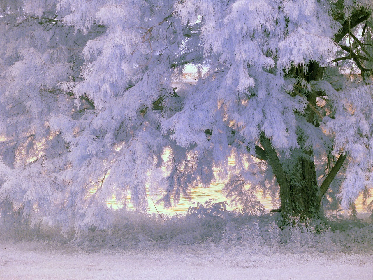 infrared tree foliage free photo