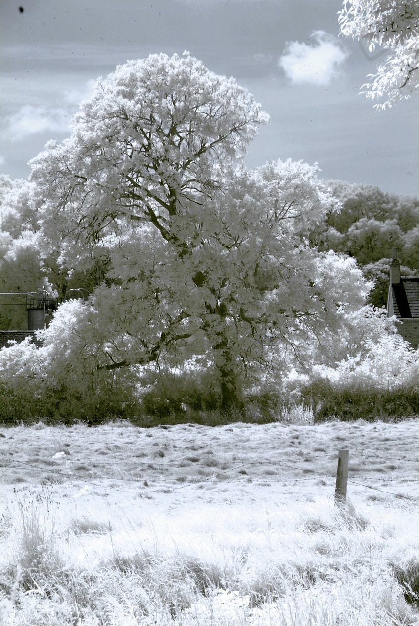 infrared tree landscape free photo