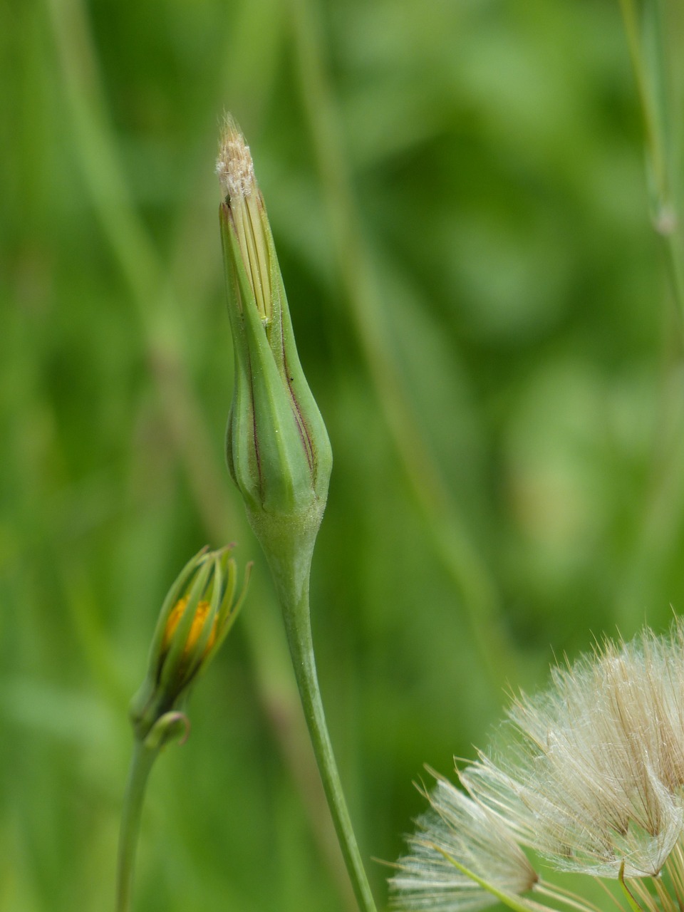 infructescence meadows dubius tragopogon pratensis free photo
