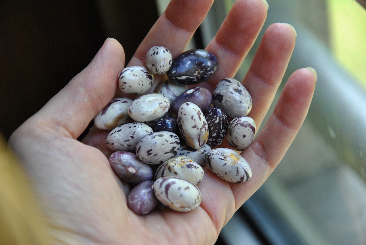 ingredient beans grain free photo